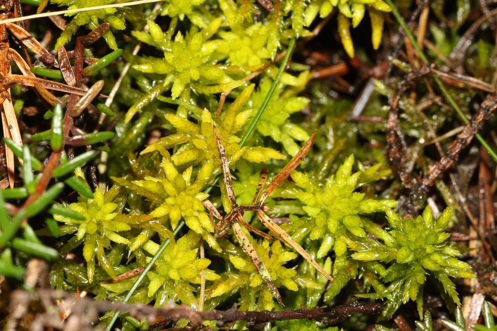 Sphagnum denticulatum (Cow-horn Bog-moss) (alternate view 14)