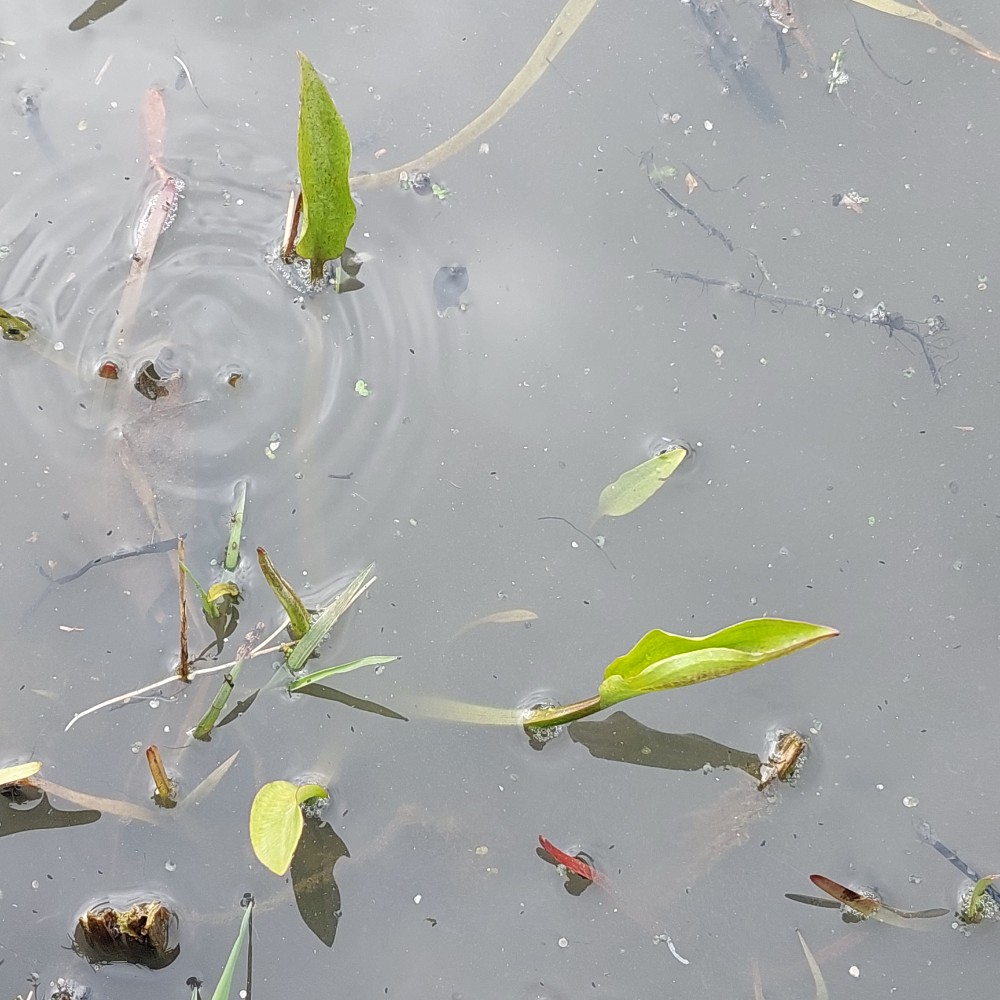 Alisma plantago-aquatica (water-plantain) (alternate view 12)