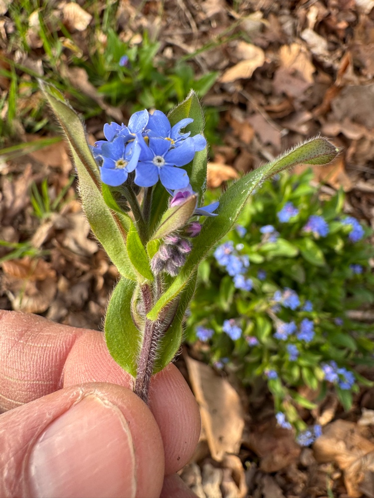 Myosotis sylvatica (forget-me-not) (alternate view 13)