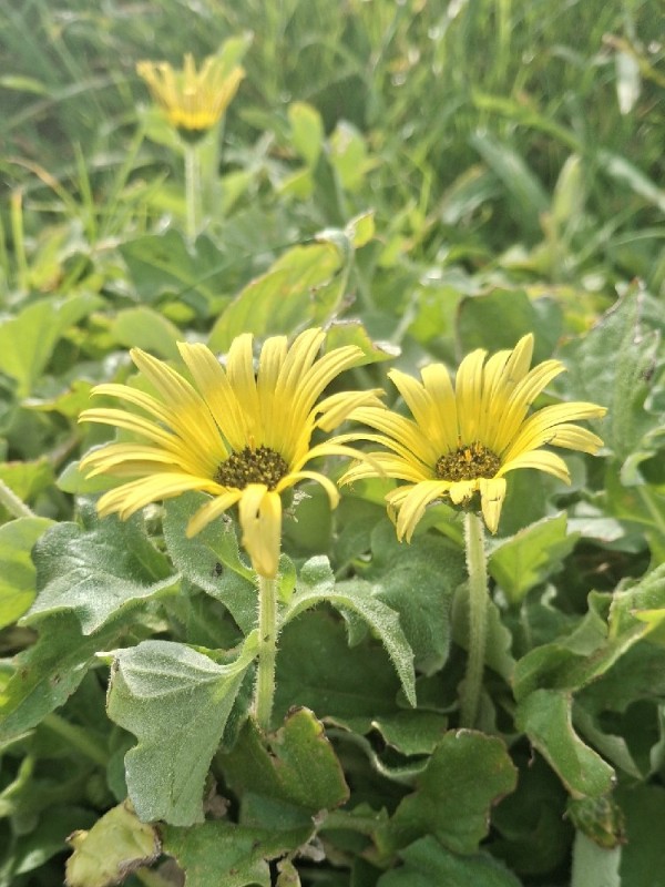 Arctotheca calendula (Capeweed) (alternate view 11)