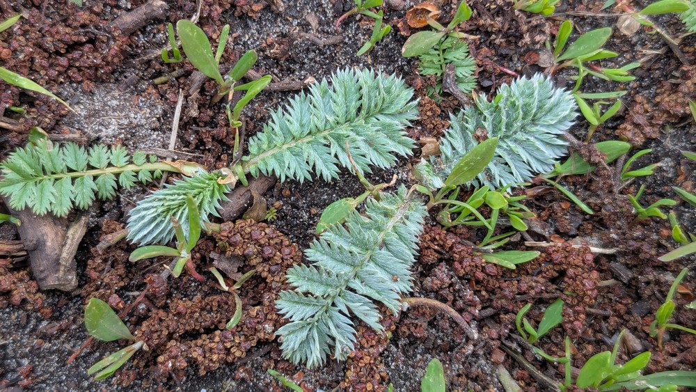 Potentilla anserina (Pacific Silverweed)