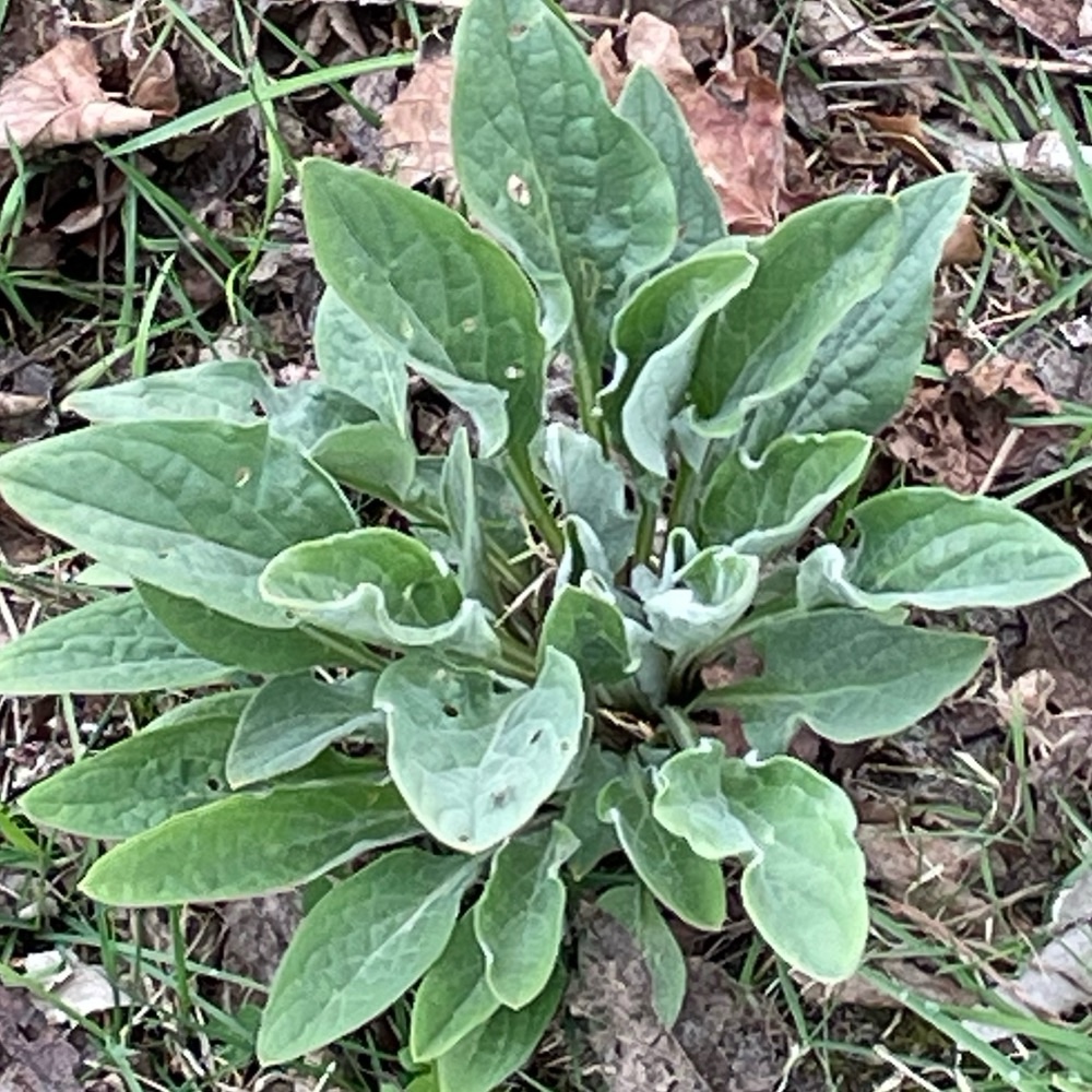 Cynoglossum officinale (hound's-tongue) (alternate view 14)