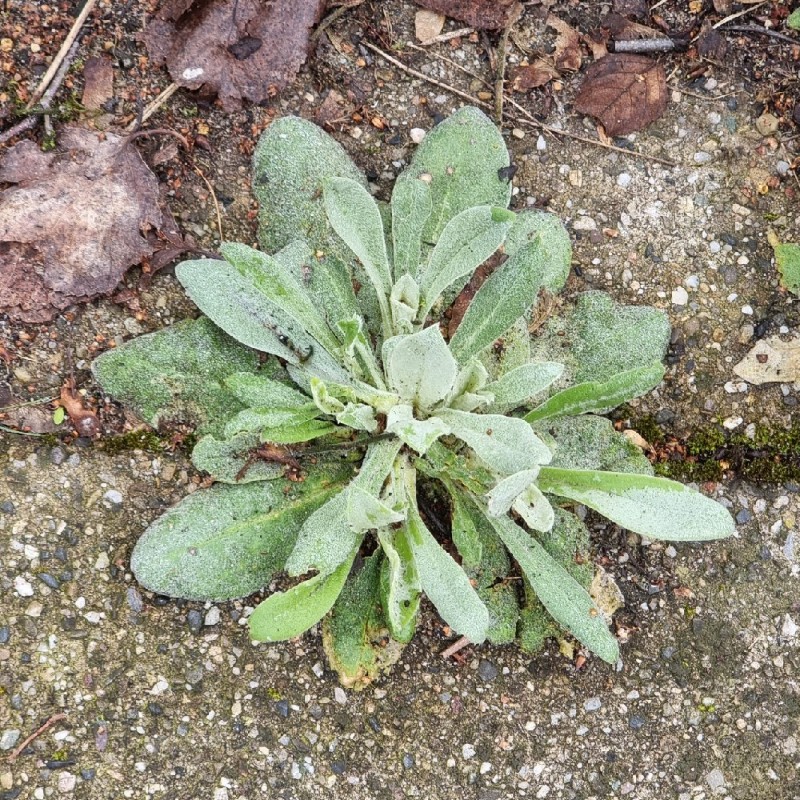 Silene coronaria (Rose campion) (alternate view 14)