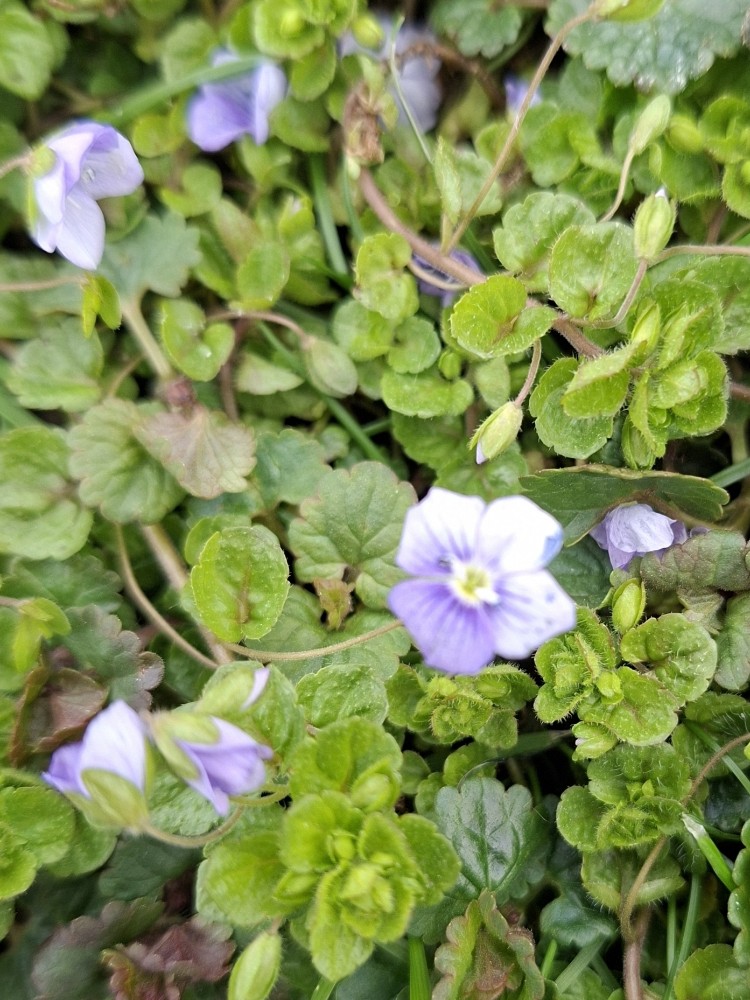 Veronica filiformis (Slender speedwell) (alternate view 10)