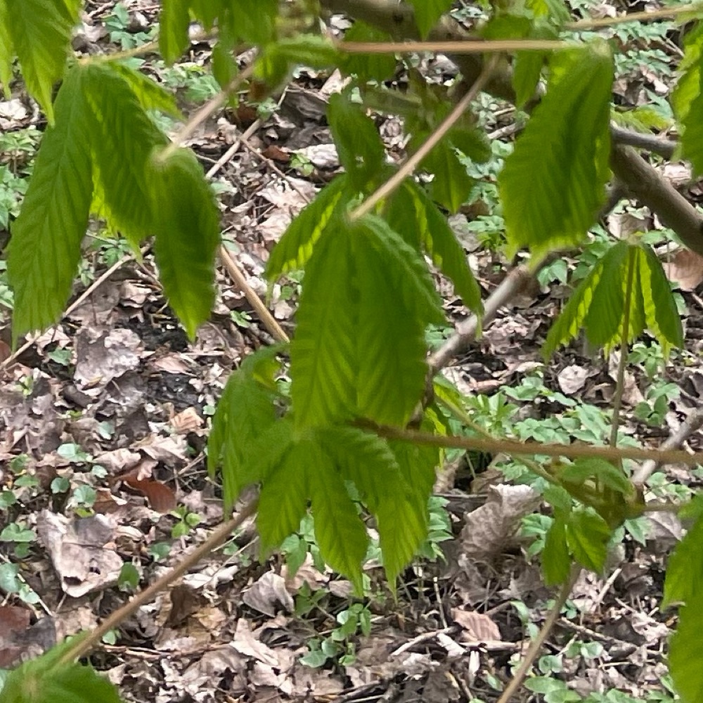 Aesculus hippocastanum (horse chestnut) (alternate view 2)