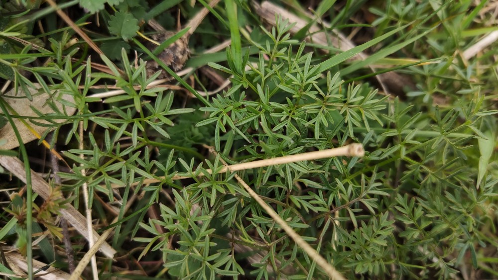 Bunium bulbocastanum
