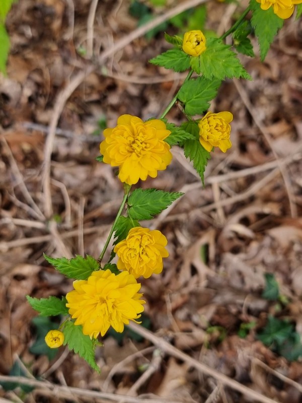 Kerria japonica (Japanese kerria) (alternate view 11)