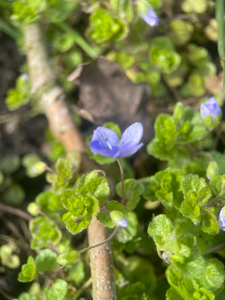 Veronica filiformis (Slender speedwell) (alternate view 11)