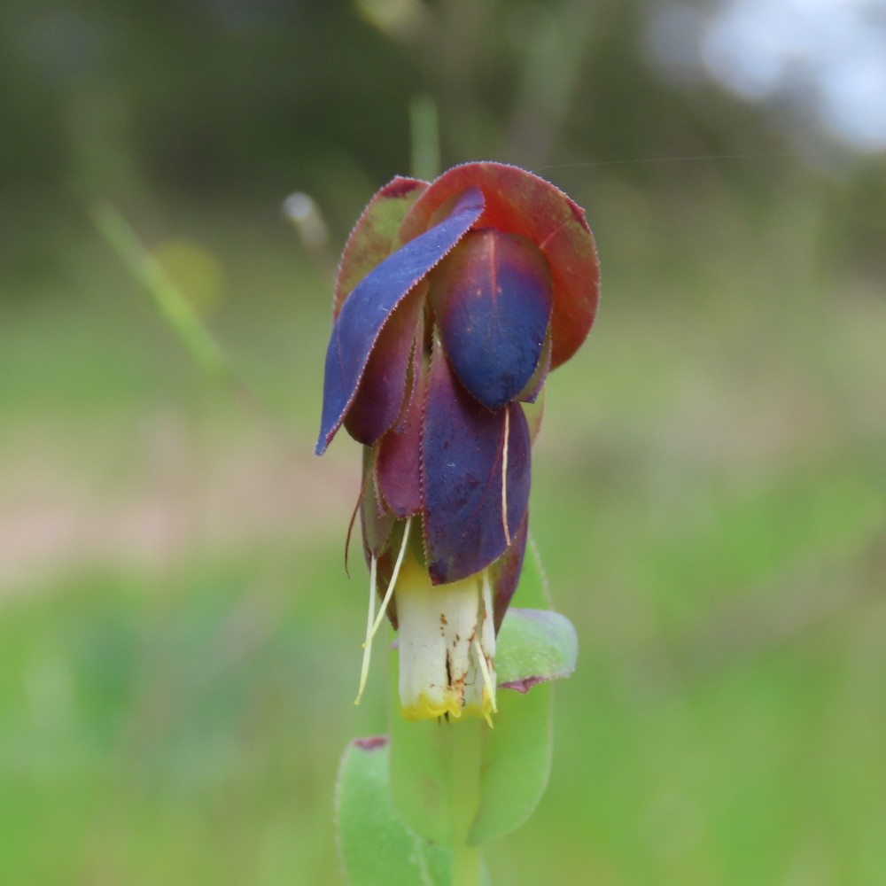 Cerinthe