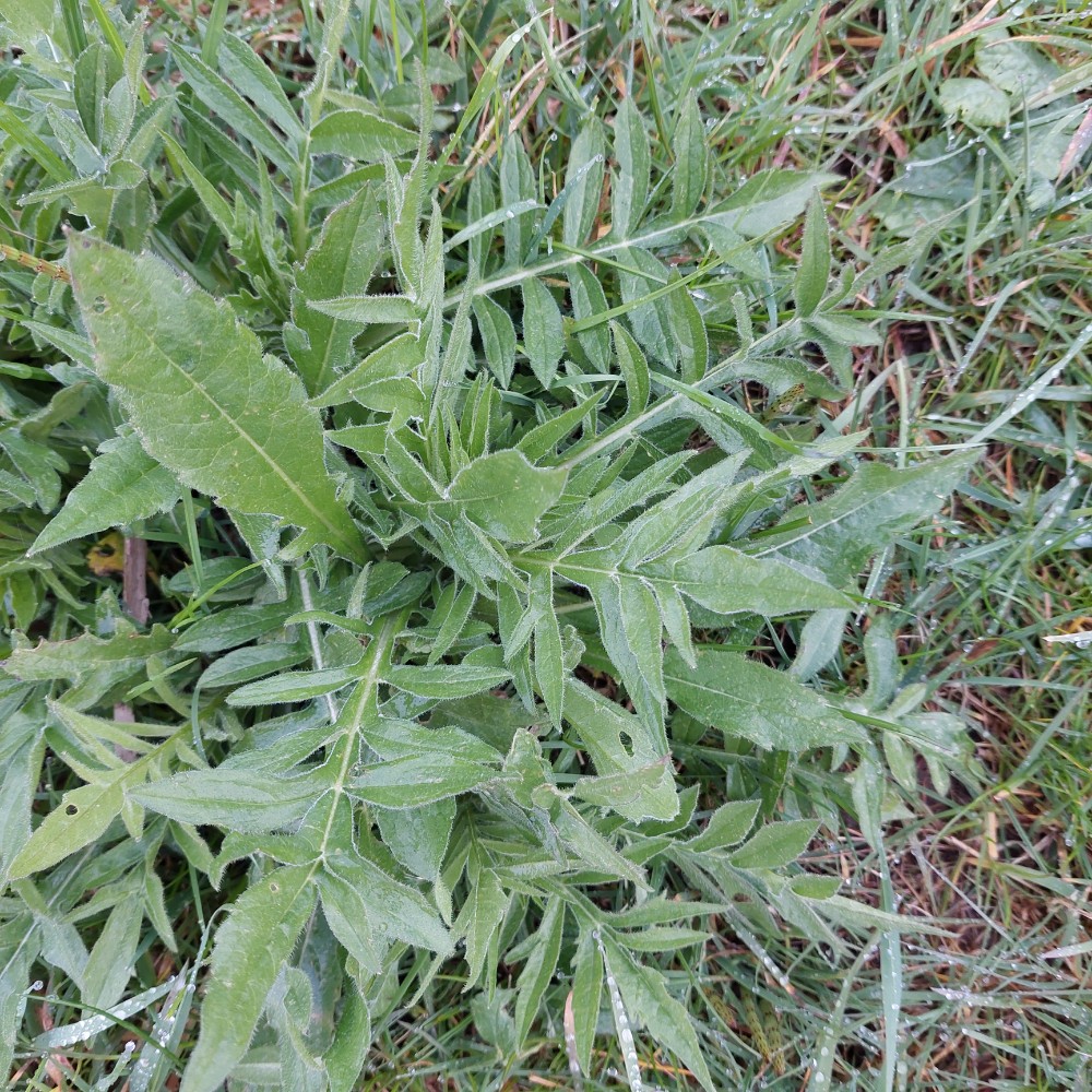 Knautia (alternate view 2)