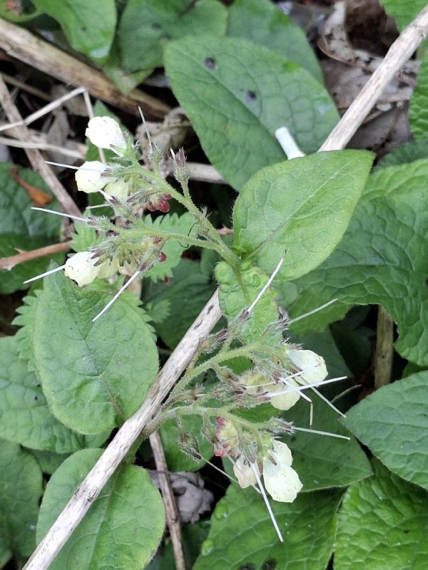 Symphytum grandiflorum (Creeping Comfrey) (alternate view 11)