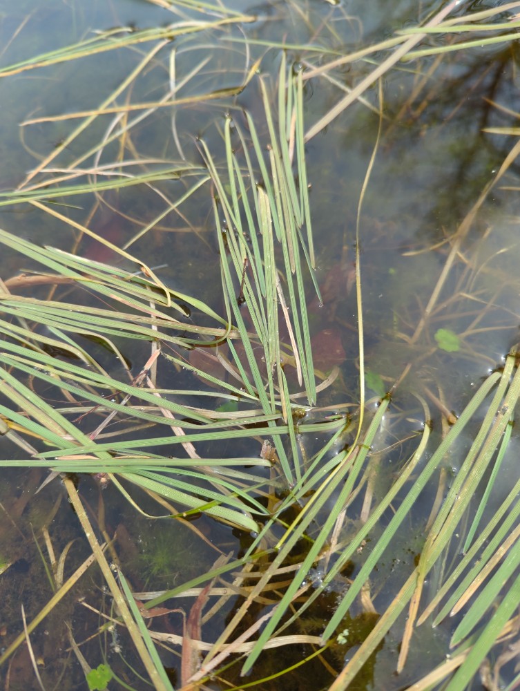 Glyceria fluitans (water manna grass) (alternate view 14)