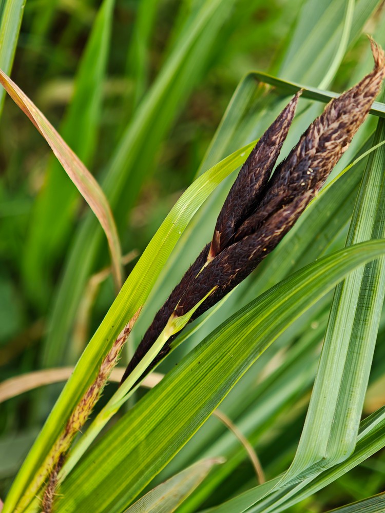 Carex riparia (greater pond sedge) (alternate view 12)