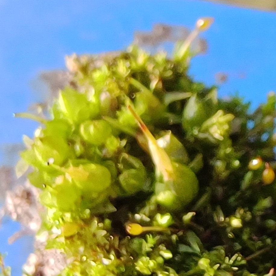 Funaria hygrometrica (Bonfire moss) (alternate view 13)