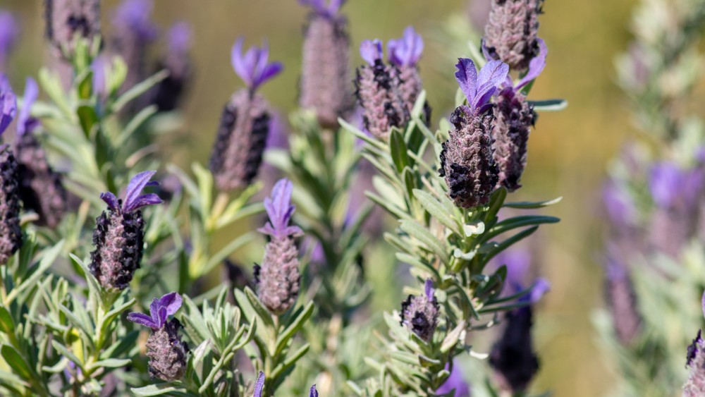 Lavandula stoechas (Spanish lavender) (alternate view 2)