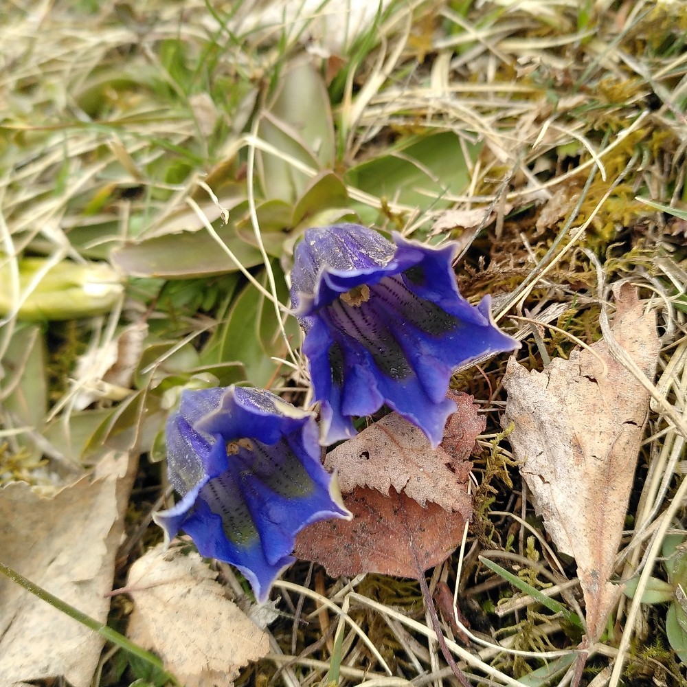 Gentiana (Gentians) (alternate view 2)