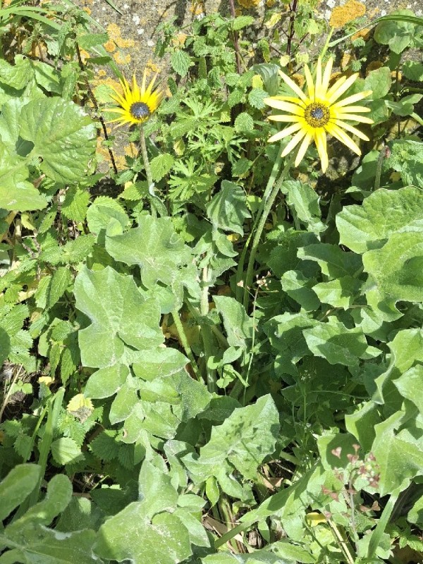 Arctotheca calendula (Capeweed) (alternate view 13)