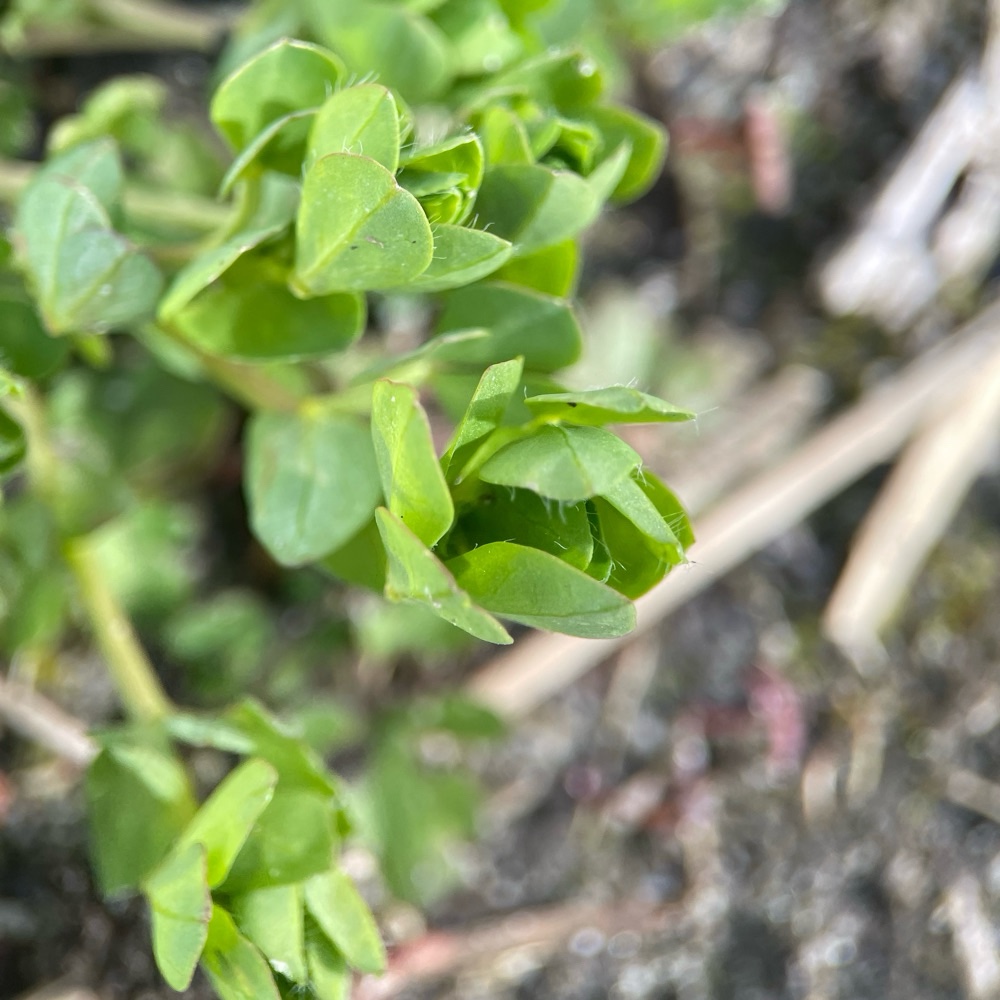 Lotus pedunculatus (big bird's-foot trefoil) (alternate view 11)