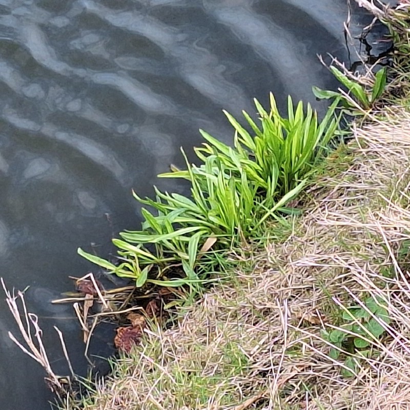 Tripolium pannonicum (Sea Aster) (alternate view 11)