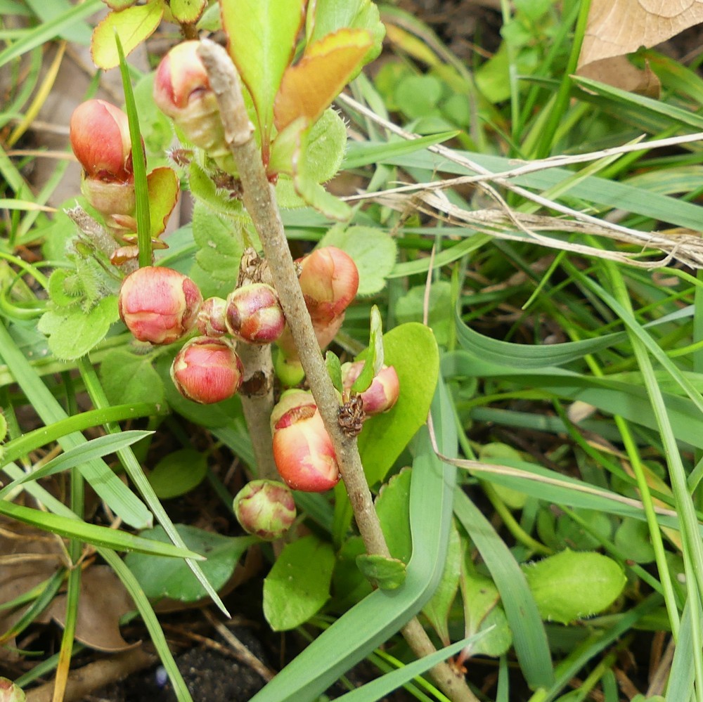 Chaenomeles (Flowering quinces) (alternate view 2)