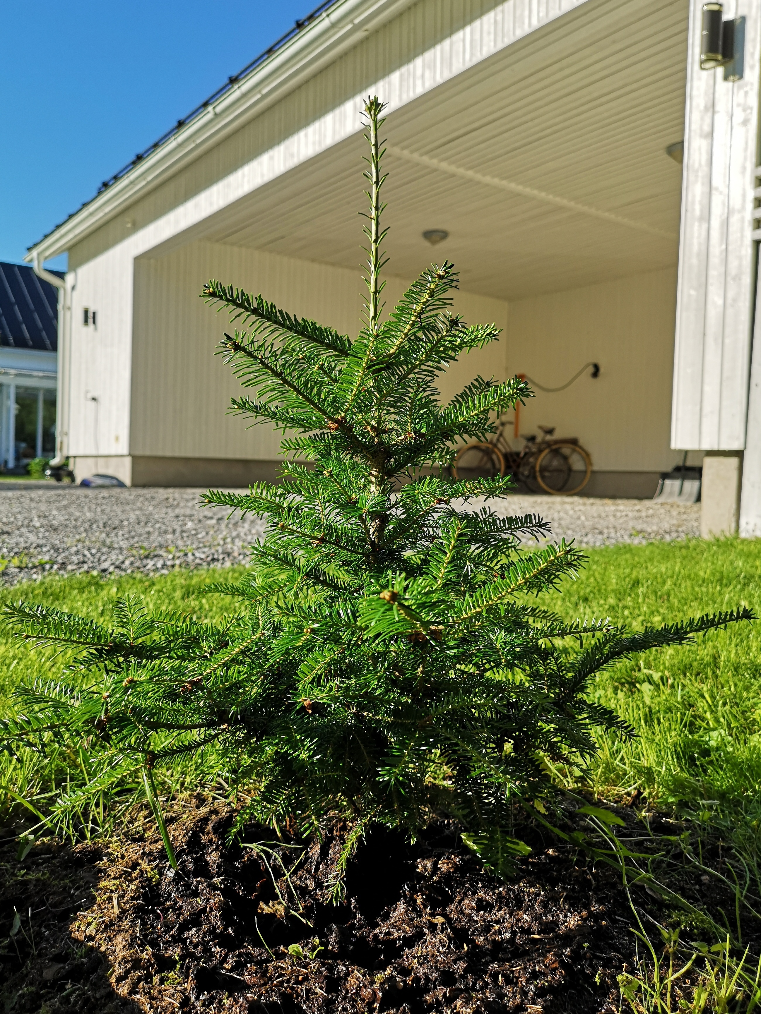 Abies fraseri (Fraser Fir) (alternate view 11)