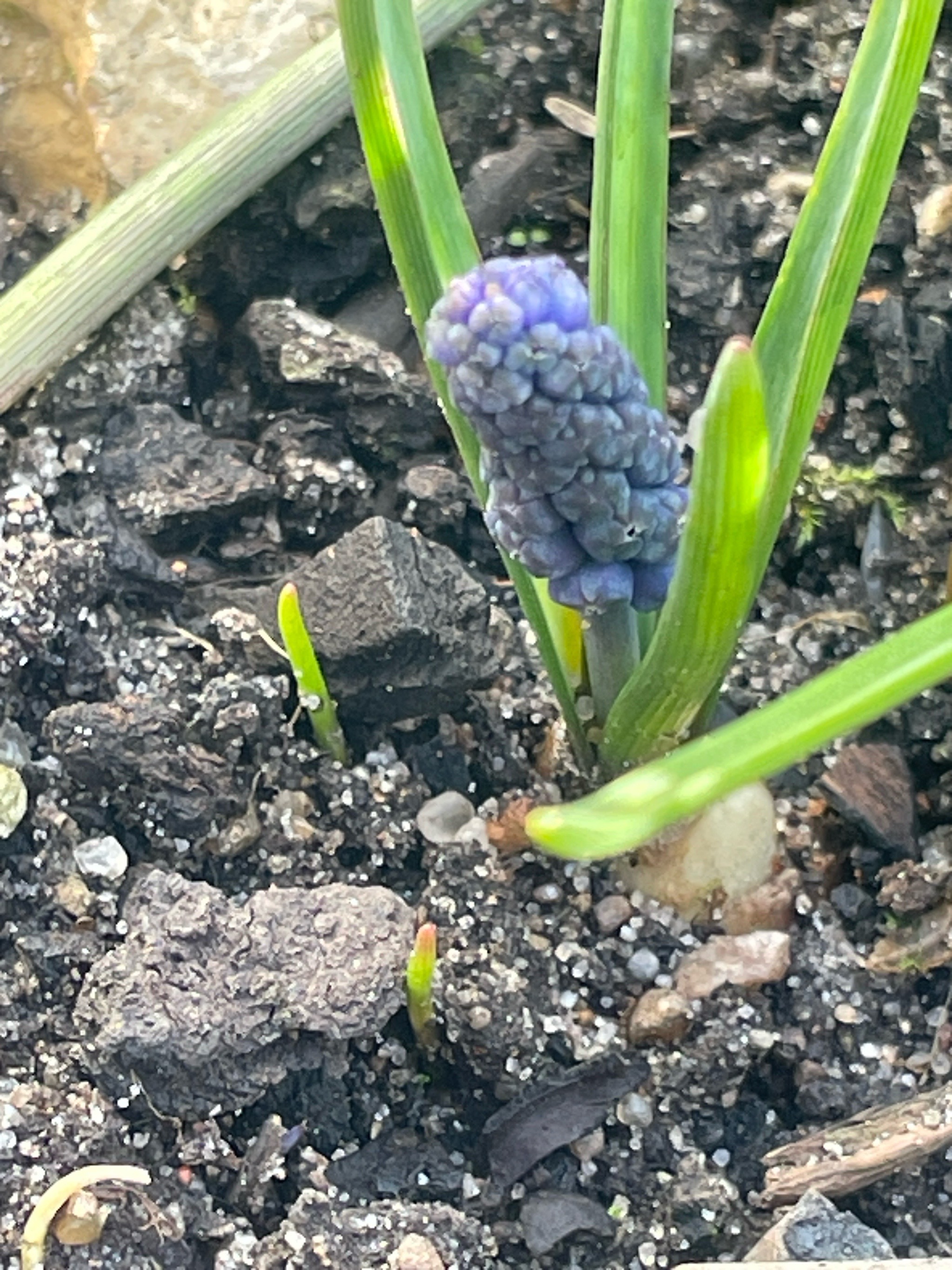Muscari botryoides (common grape hyacinth) (alternate view 13)