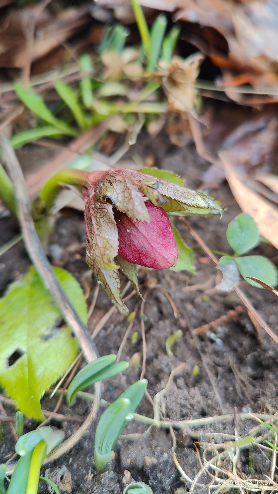 Helleborus orientalis (Lenten Rose) (alternate view 11)