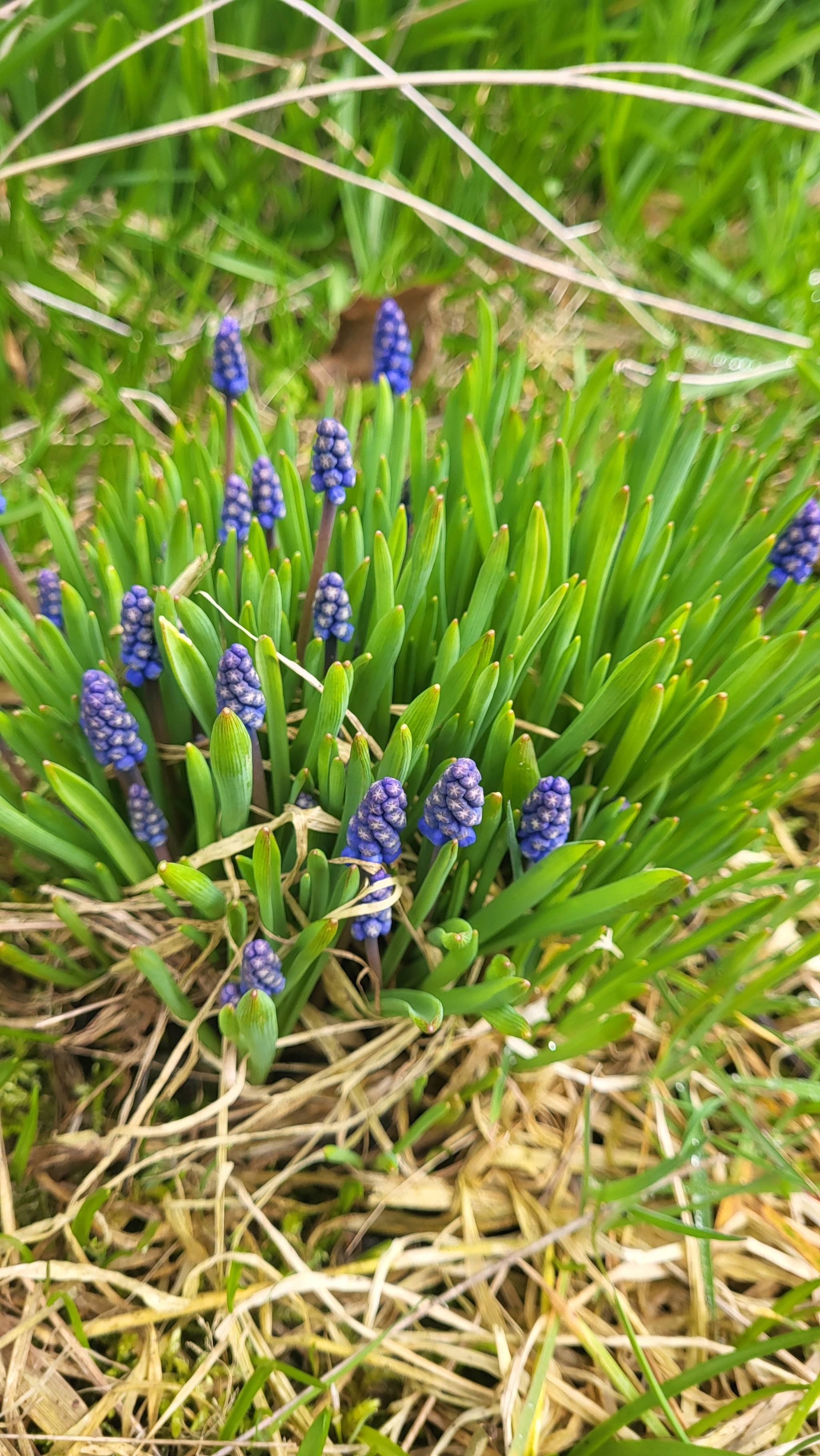 Muscari botryoides (common grape hyacinth) (alternate view 12)