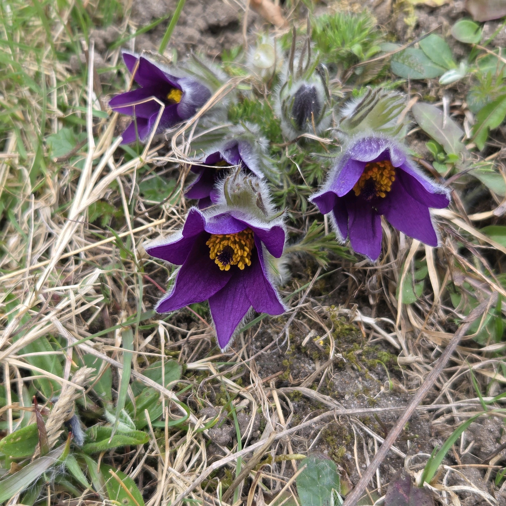 Pulsatilla vulgaris (common pasqueflower) (alternate view 6)