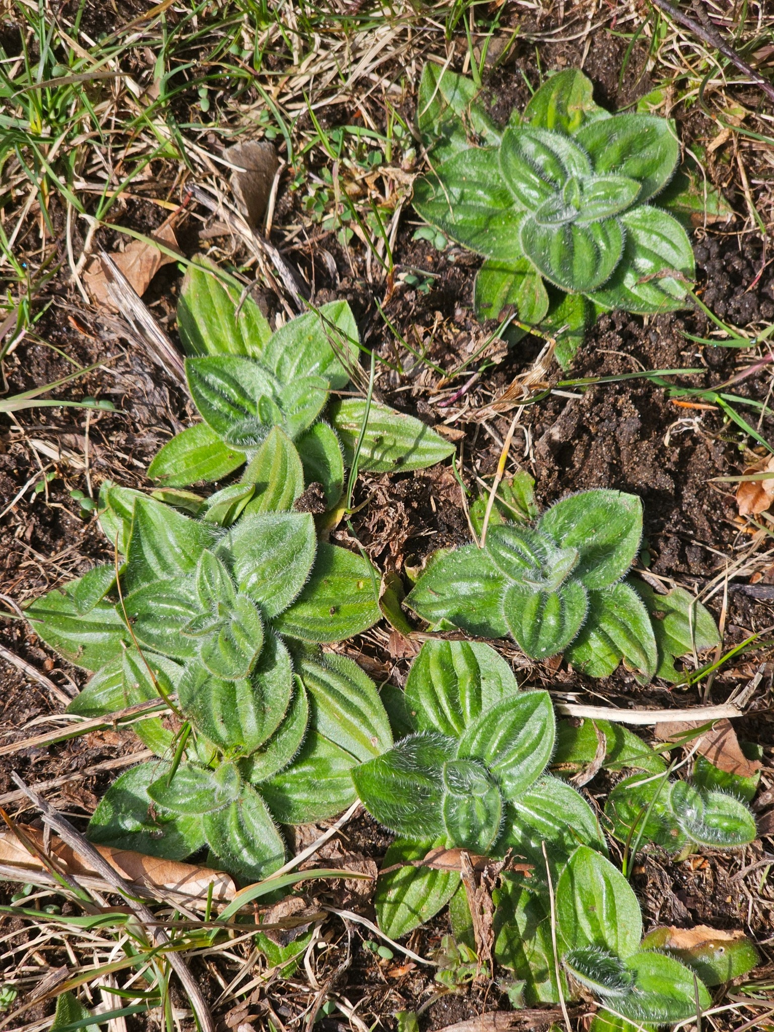 Plantago media (Hoary Plantain) (alternate view 11)