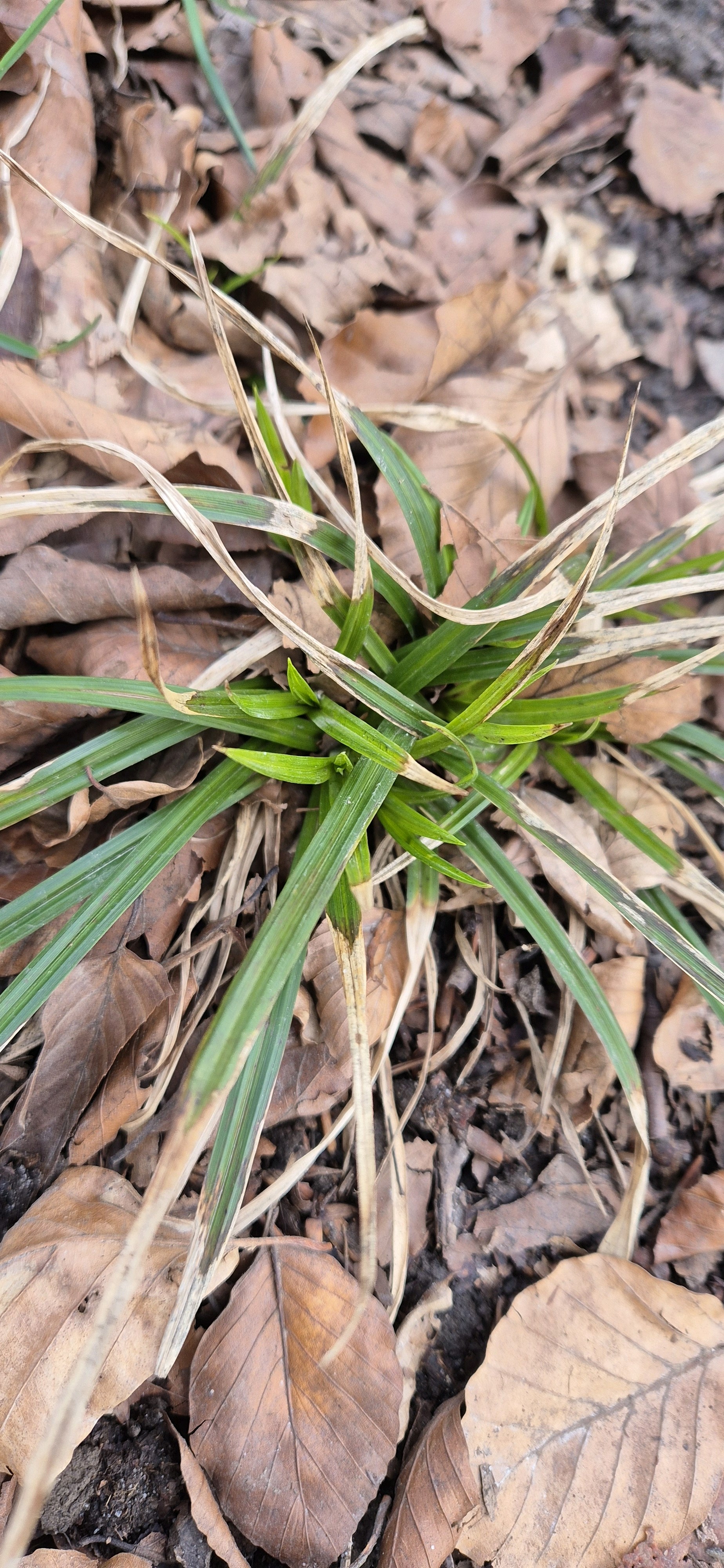 Carex sylvatica (European Woodland Sedge) (alternate view 11)