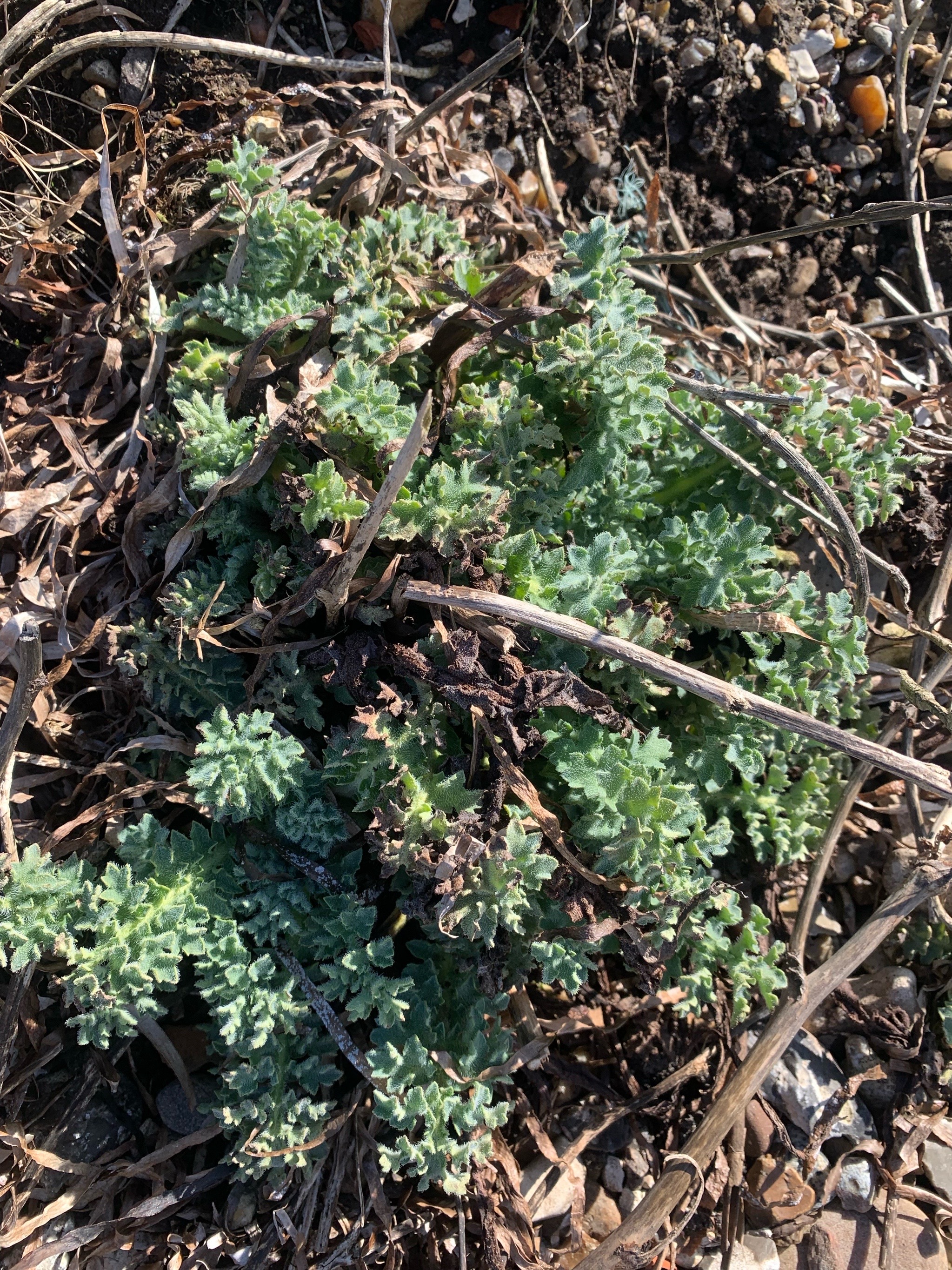 Glaucium flavum (Yellow Horned Poppy) (alternate view 13)