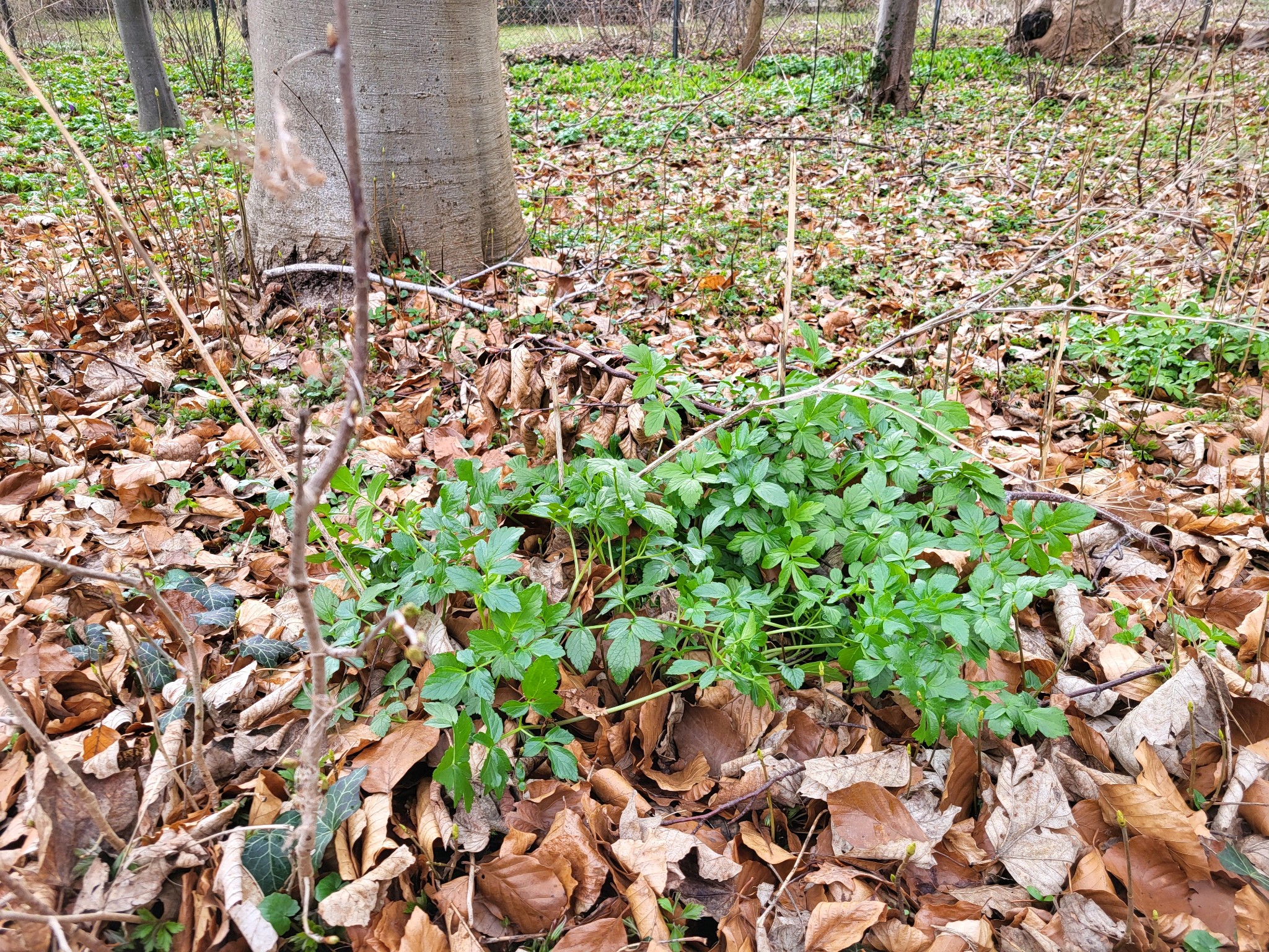 Smyrnium perfoliatum (perfoliate alexanders) (alternate view 11)