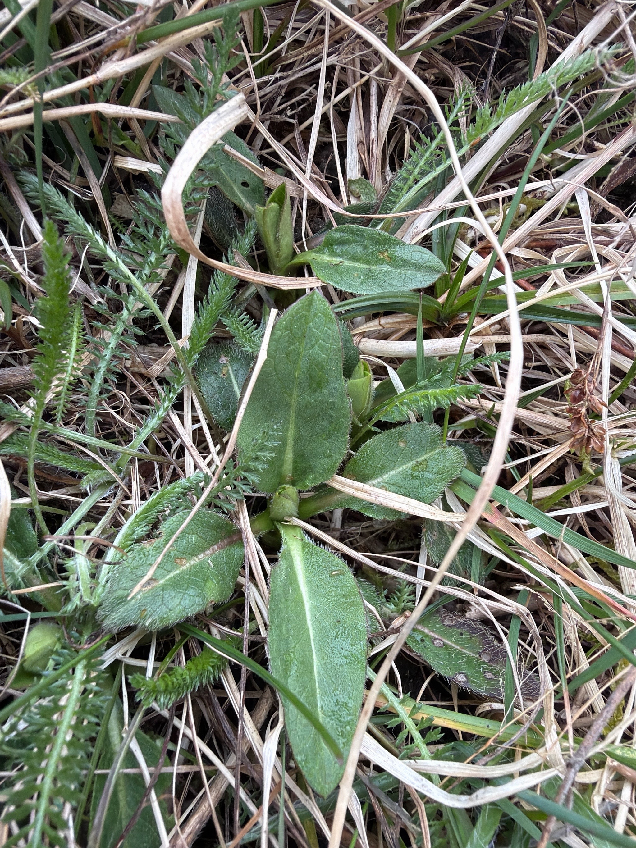 Succisa pratensis (Devil's-bit Scabious) (alternate view 11)
