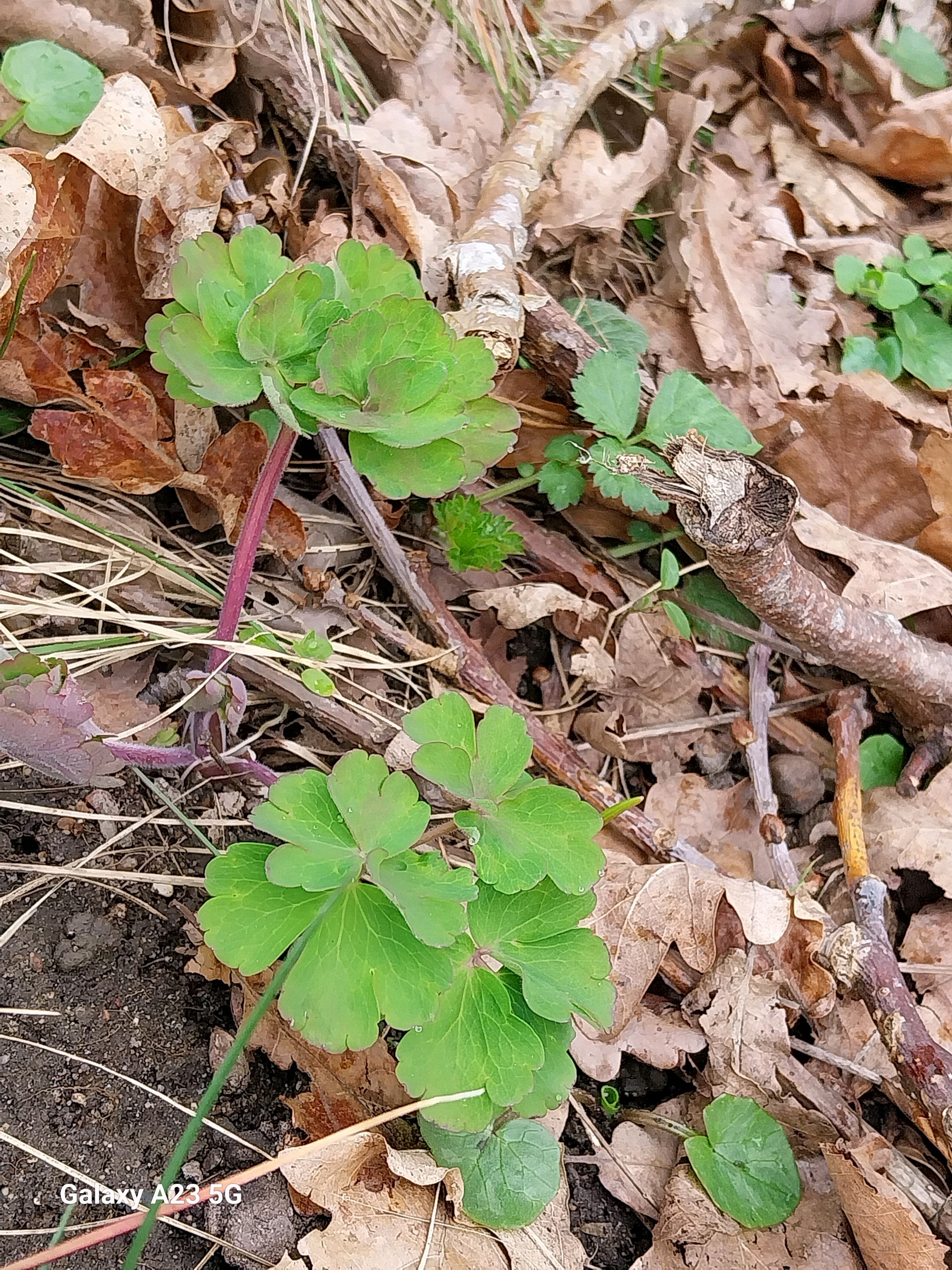 Aquilegia (columbines) (alternate view 4)
