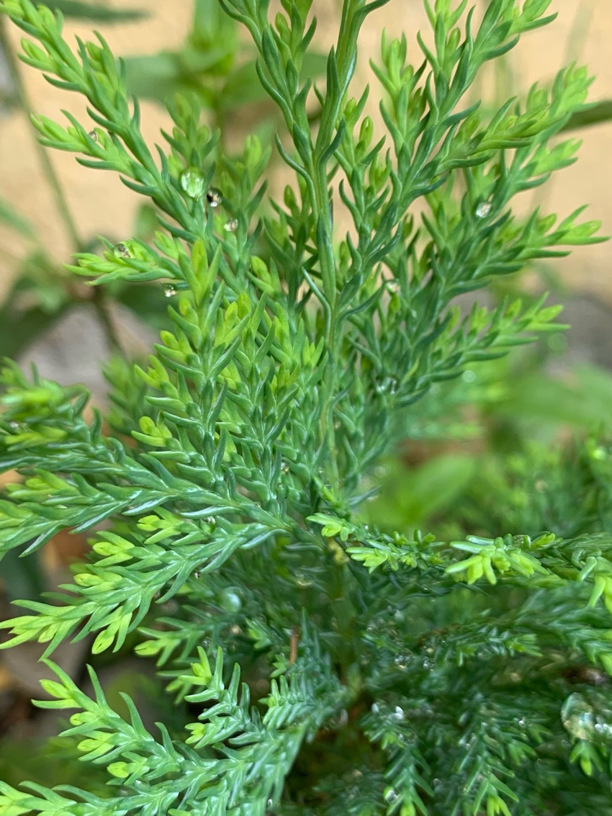 Thujopsis dolabrata (Japanese false arborvitae)