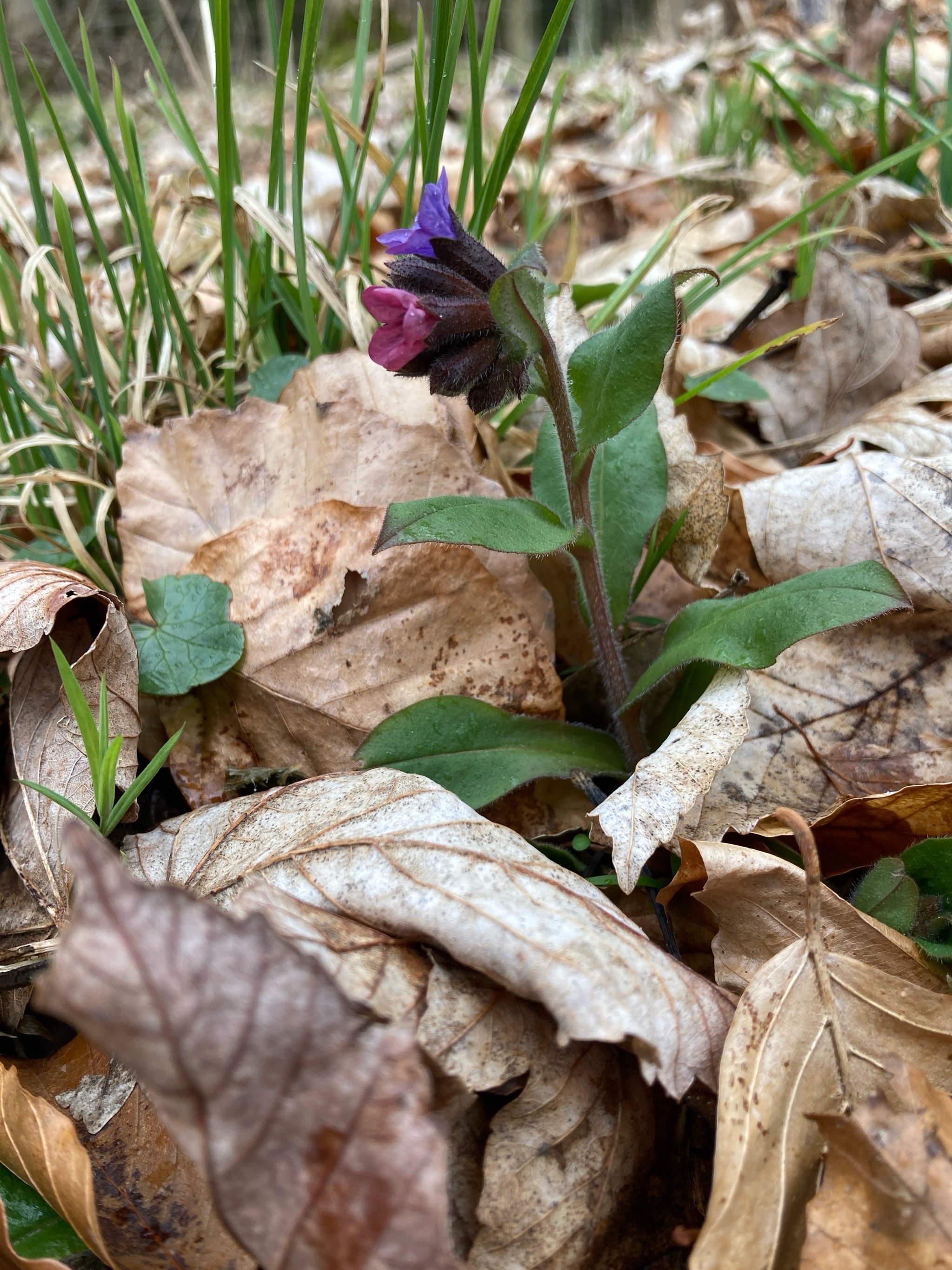 Pulmonaria obscura (Suffolk Lungwort) (alternate view 13)