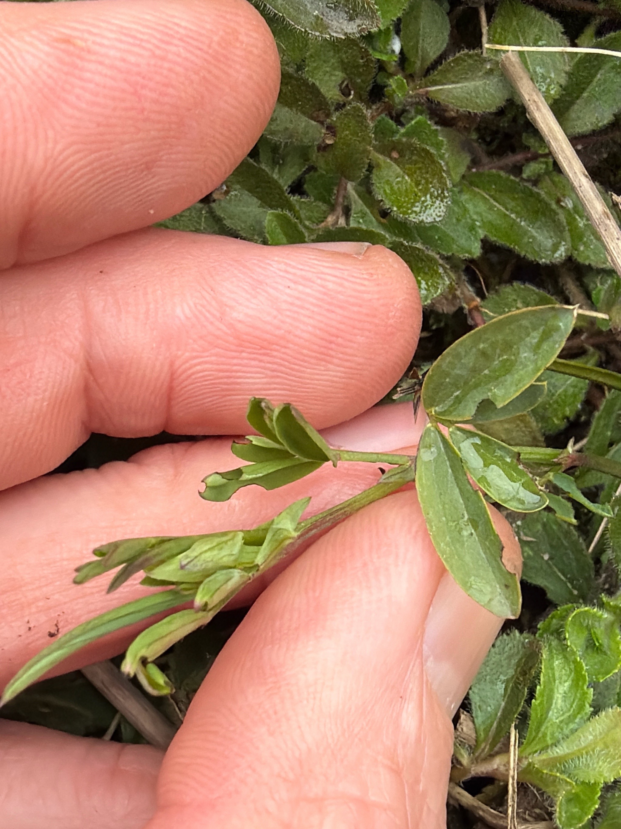 Lathyrus linifolius (Bitter Vetch) (alternate view 15)
