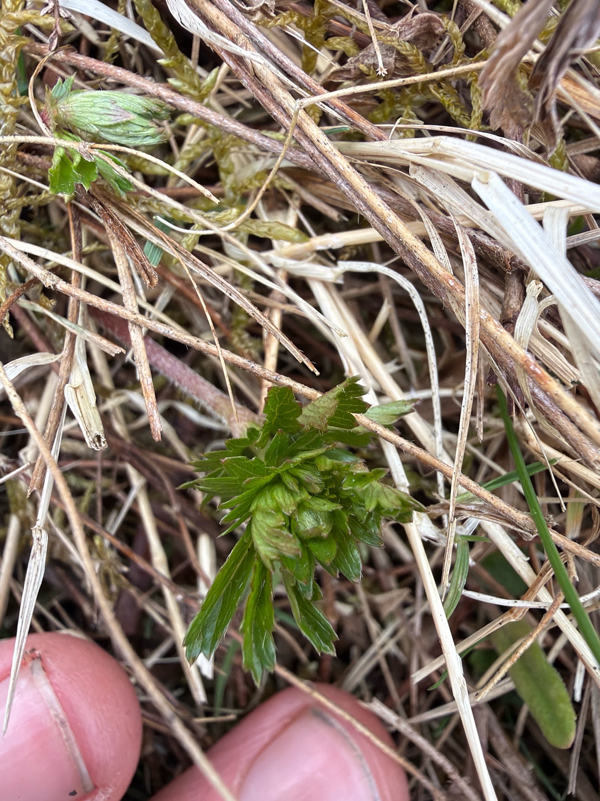 Potentilla erecta (Tormentil) (alternate view 14)
