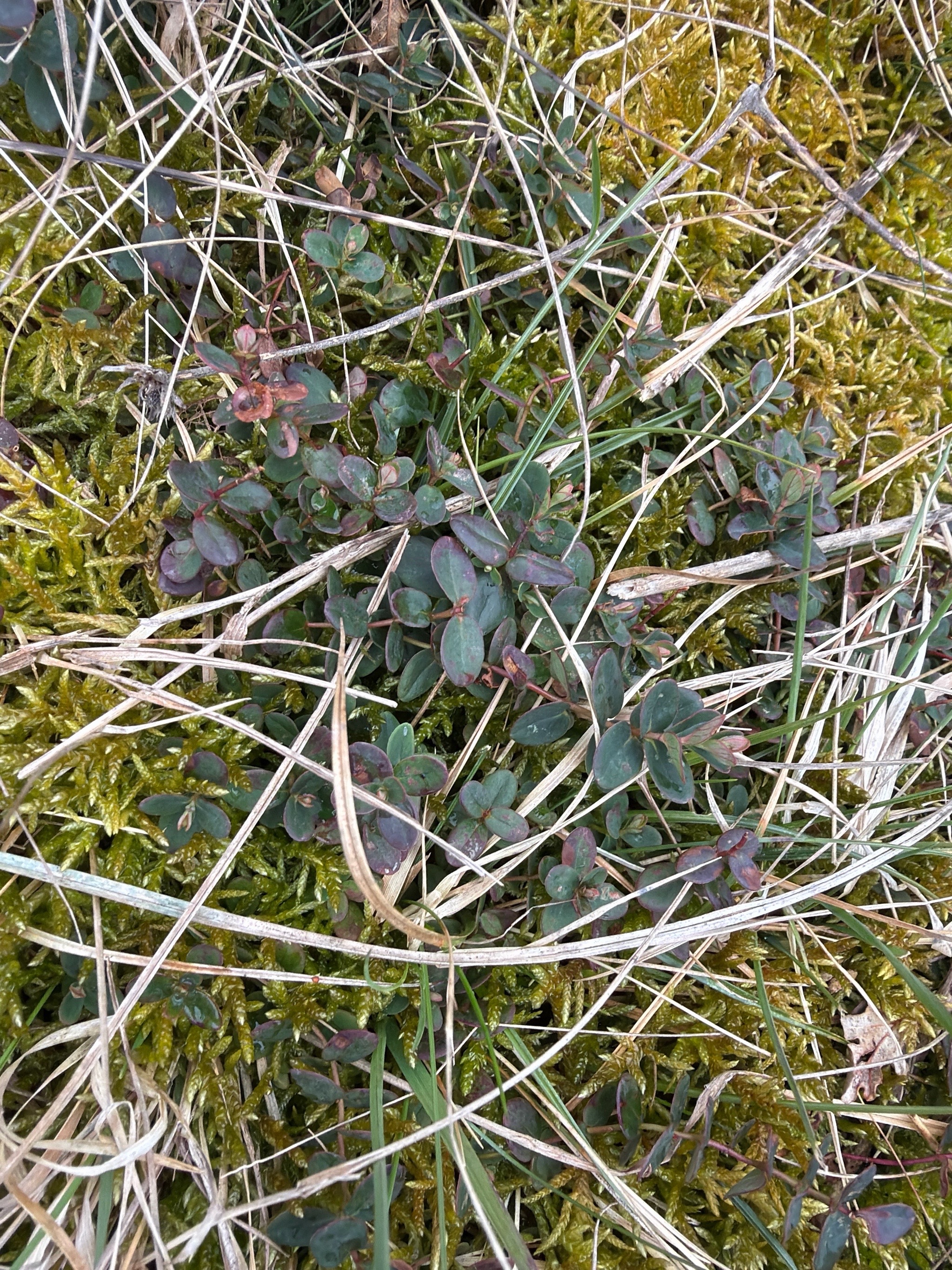 Hypericum pulchrum (Slender St John's-wort) (alternate view 13)