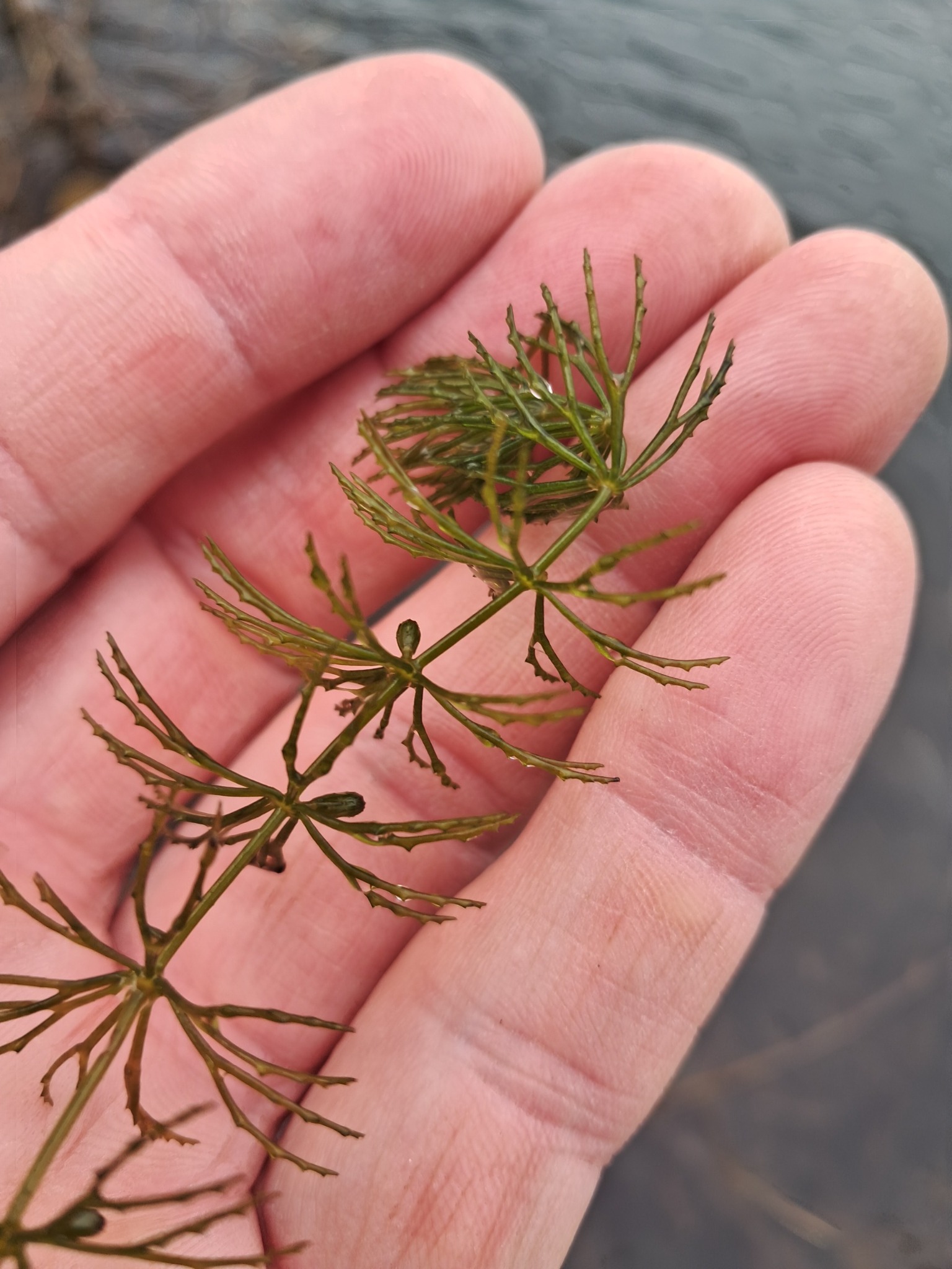 Ceratophyllum demersum (coontail) (alternate view 13)