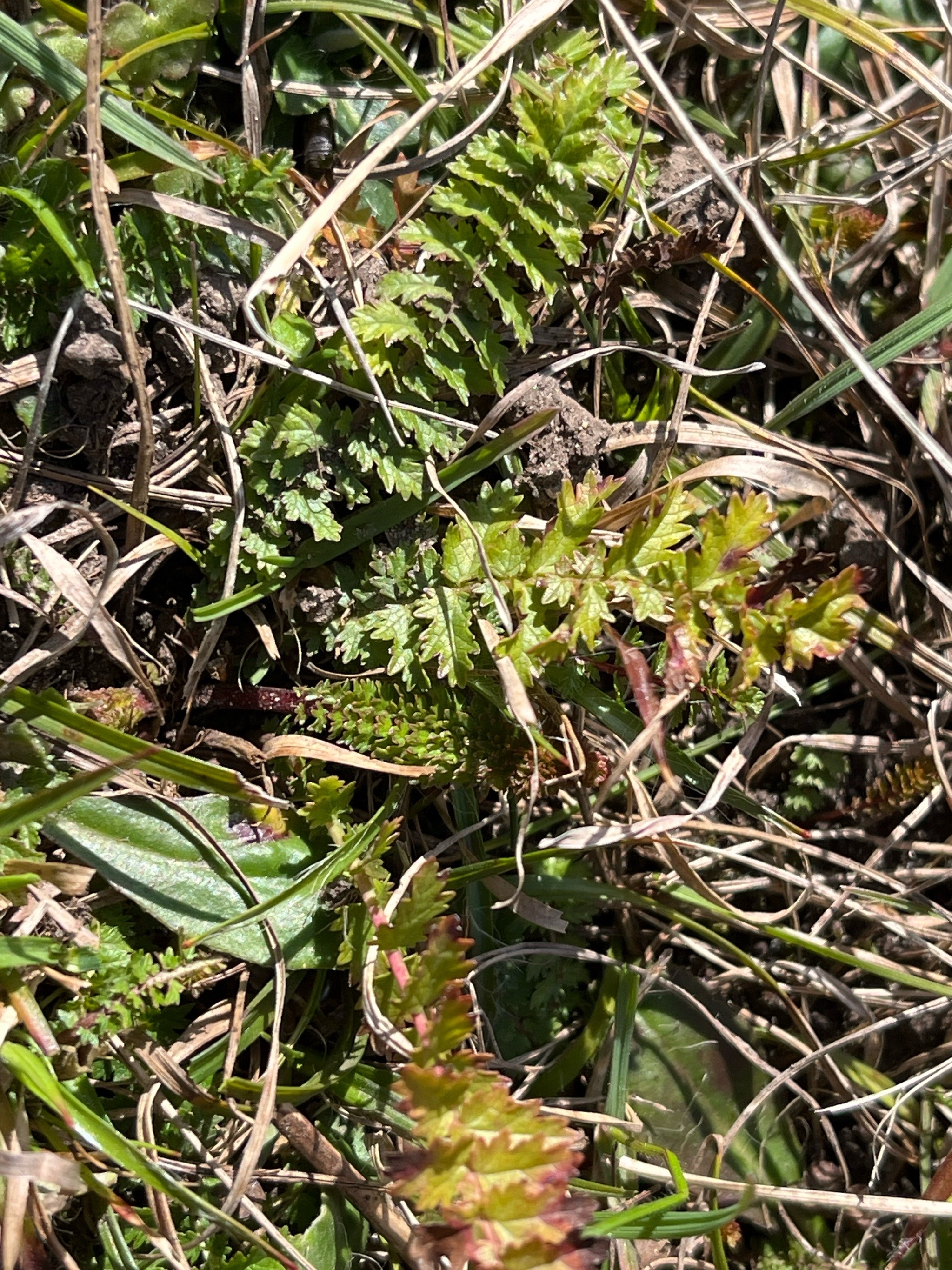 Filipendula vulgaris (Dropwort) (alternate view 14)