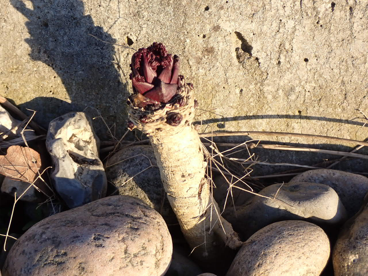 Crambe maritima (Sea Kale) (alternate view 10)