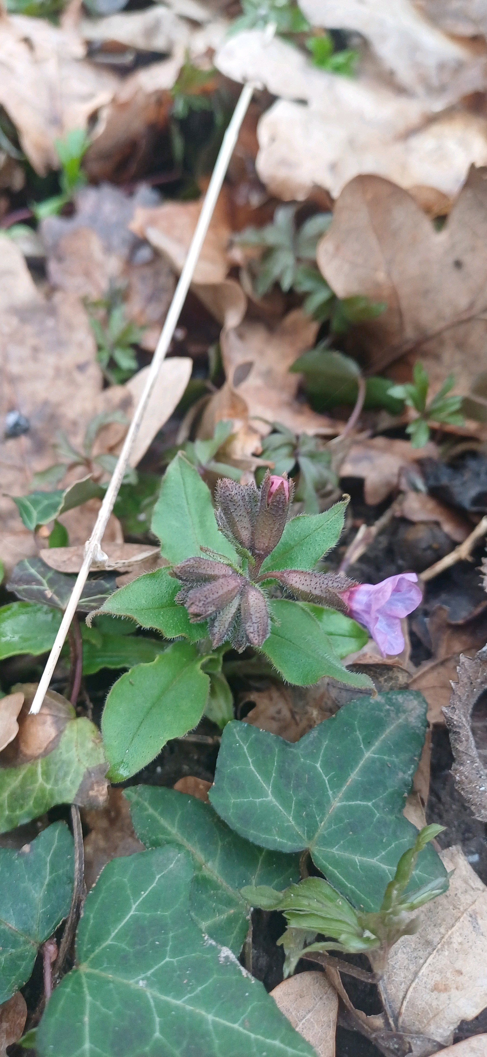 Pulmonaria obscura (Suffolk Lungwort) (alternate view 12)