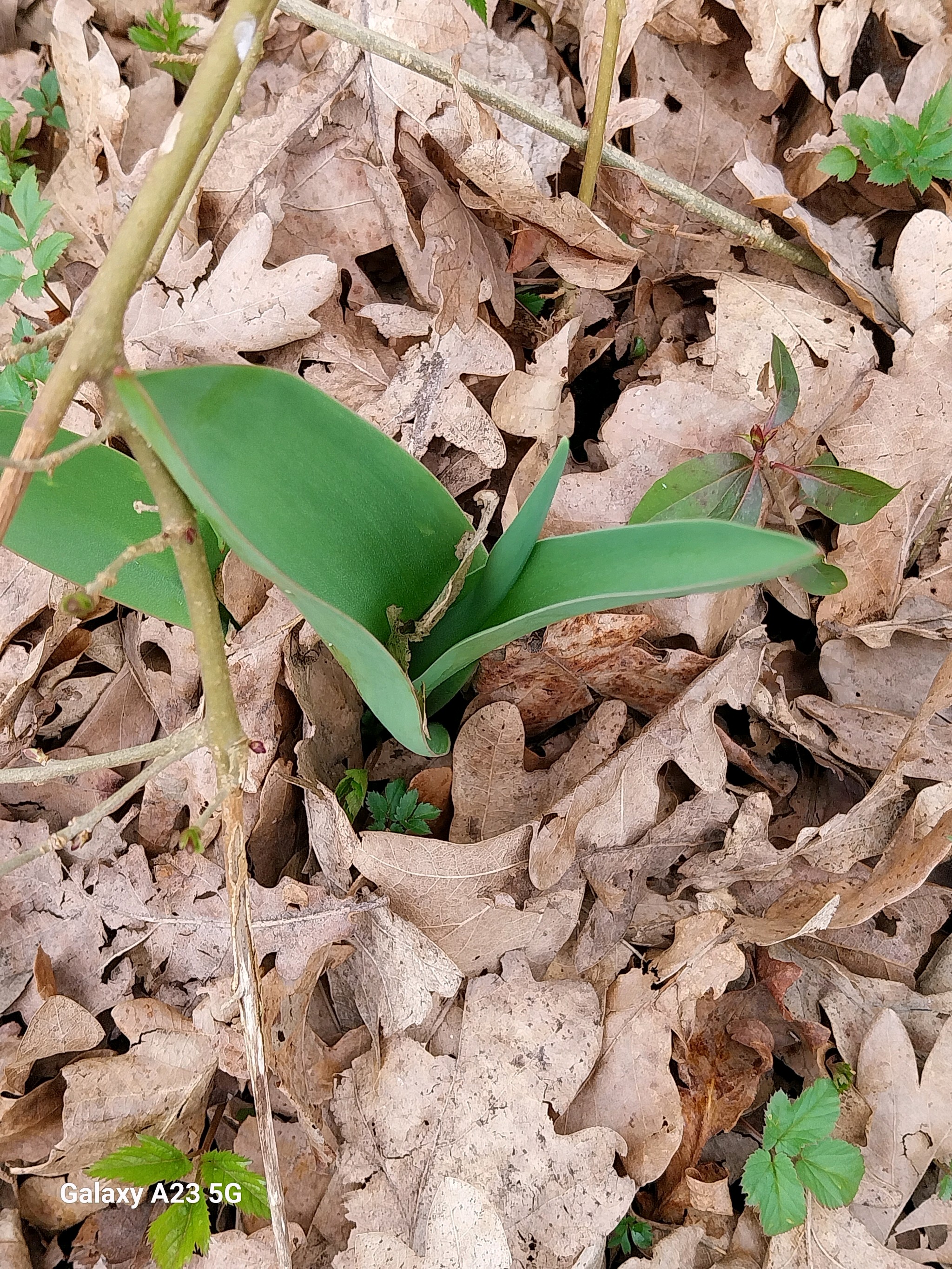 Tulipa gesneriana (Garden Tulip) (alternate view 7)