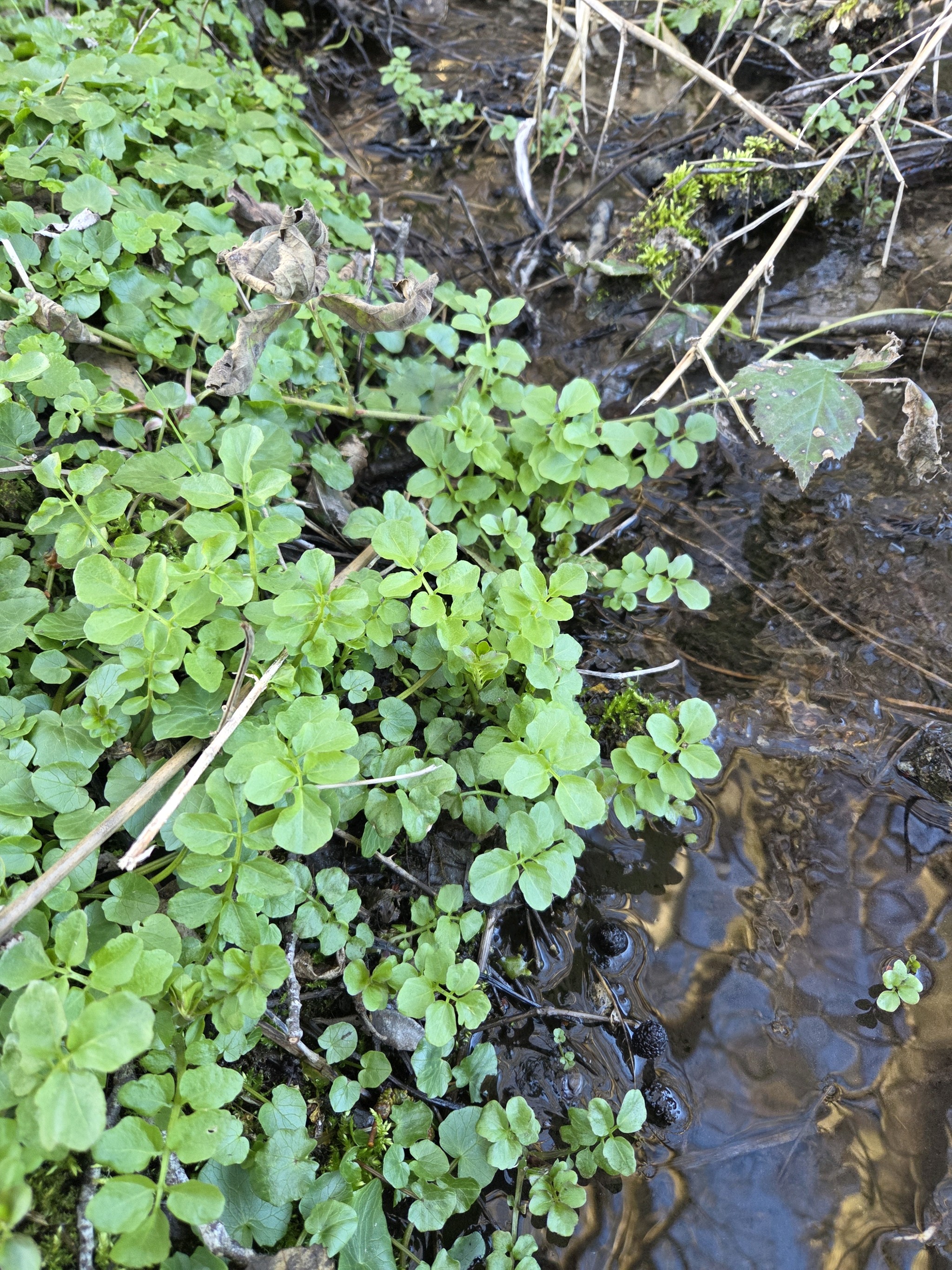 Cardamine amara (large bittercress) (alternate view 12)