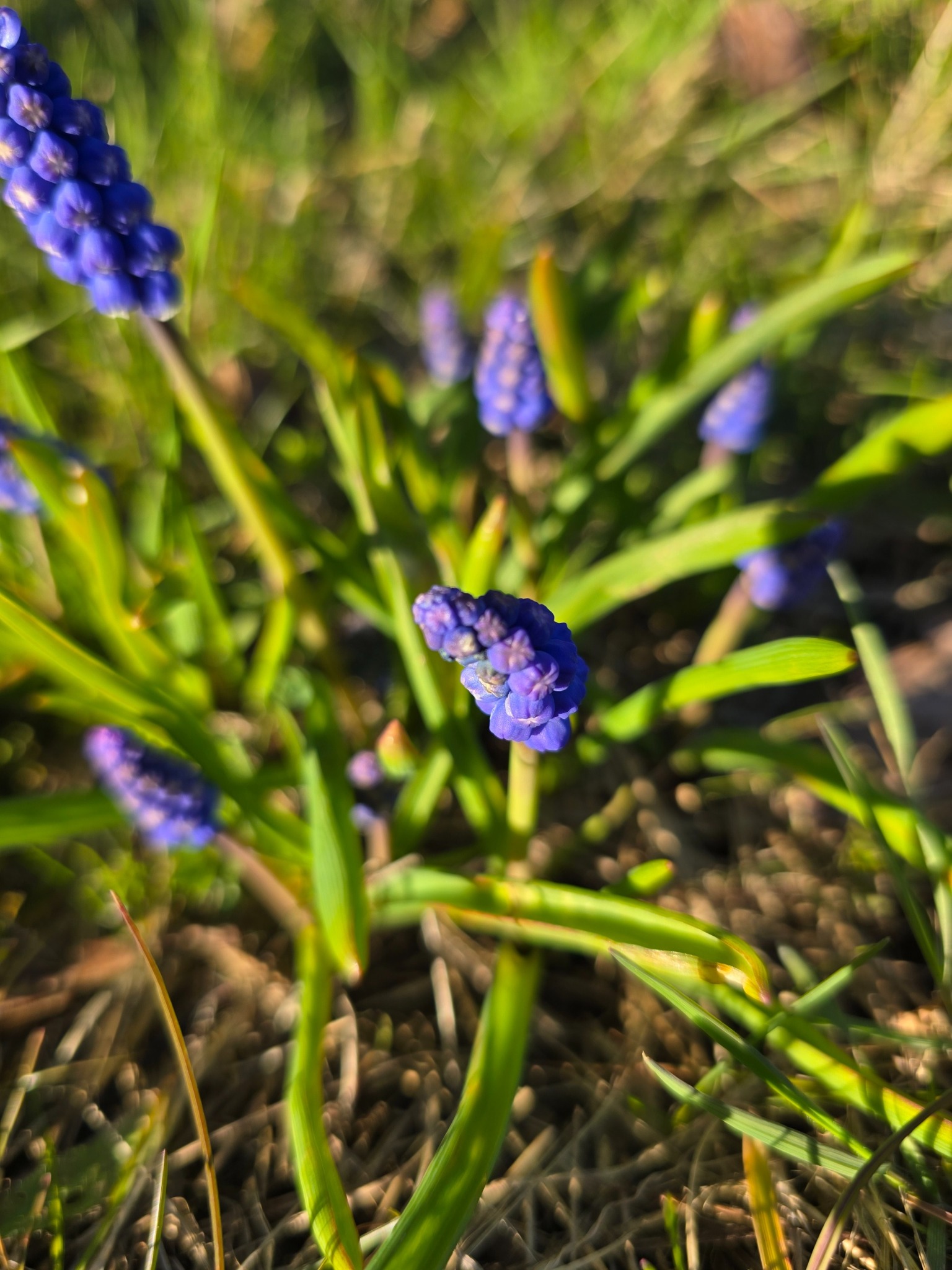 Muscari botryoides (common grape hyacinth) (alternate view 14)