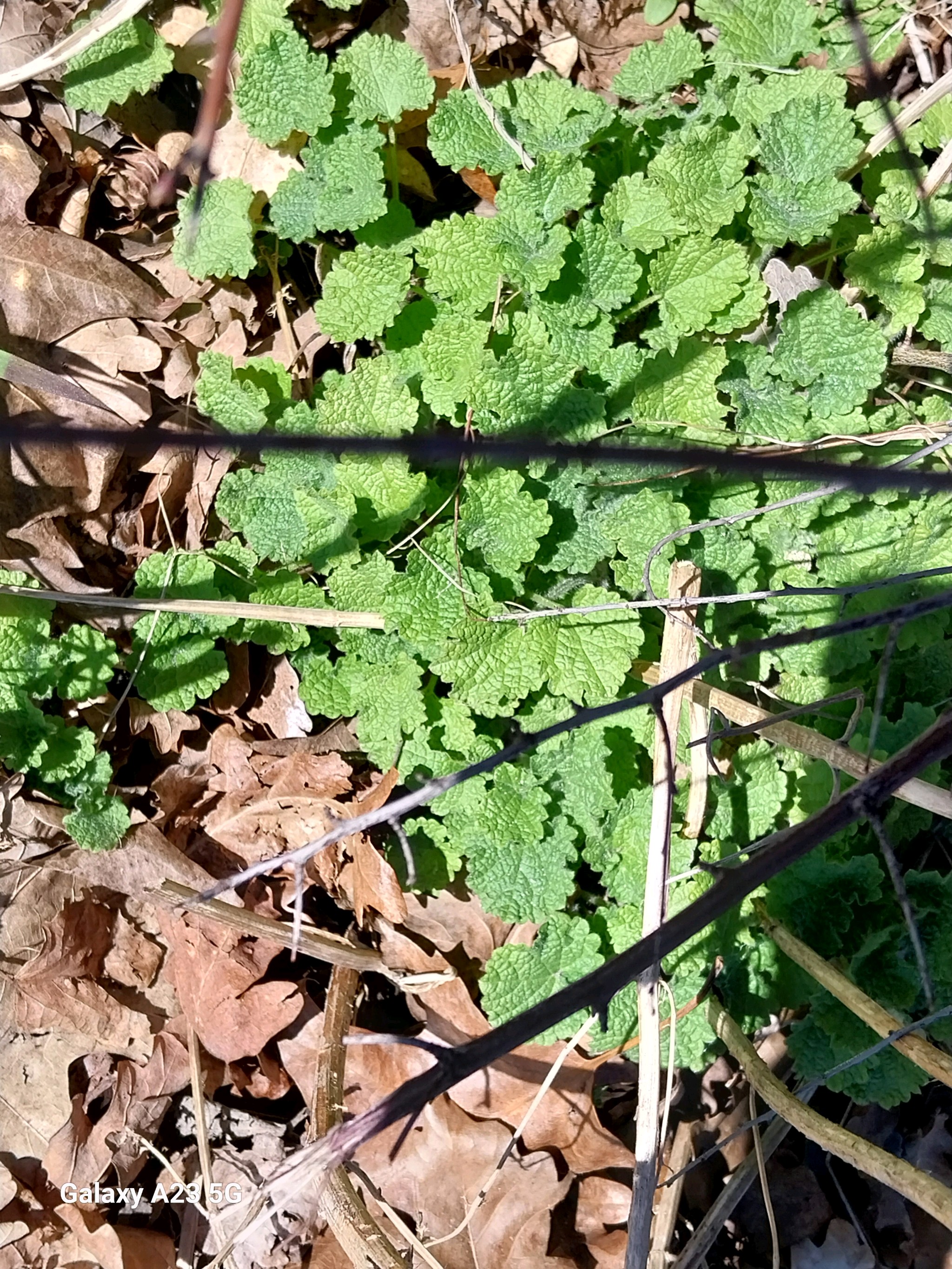 Ballota nigra (Black Horehound) (alternate view 10)