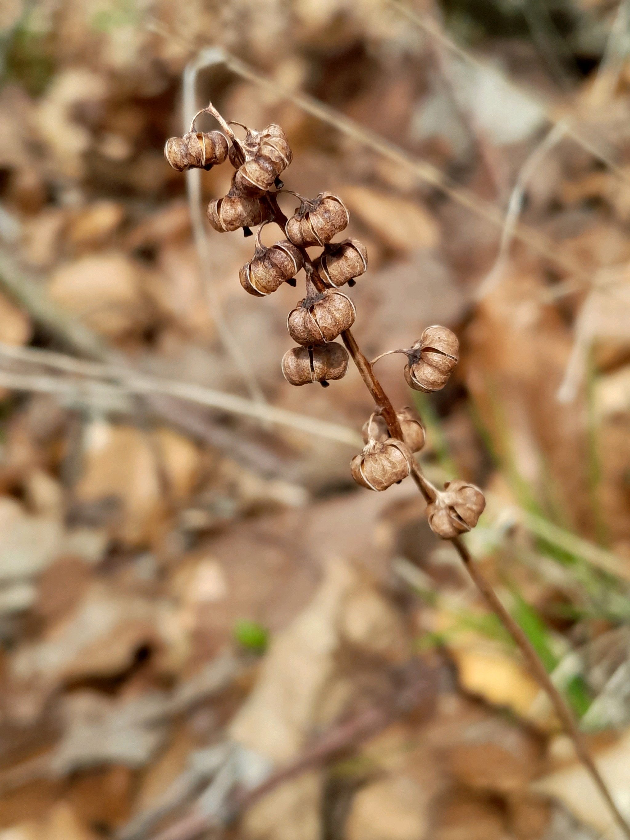 Pyrola (wintergreens) (alternate view 3)