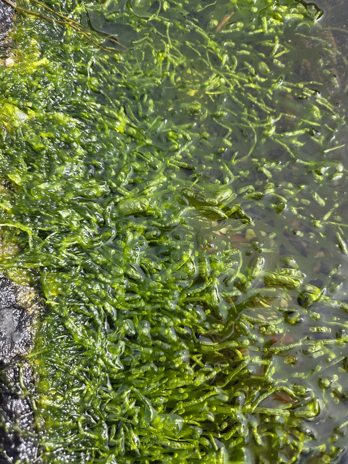 Ulva intestinalis (Gutweed) (alternate view 10)